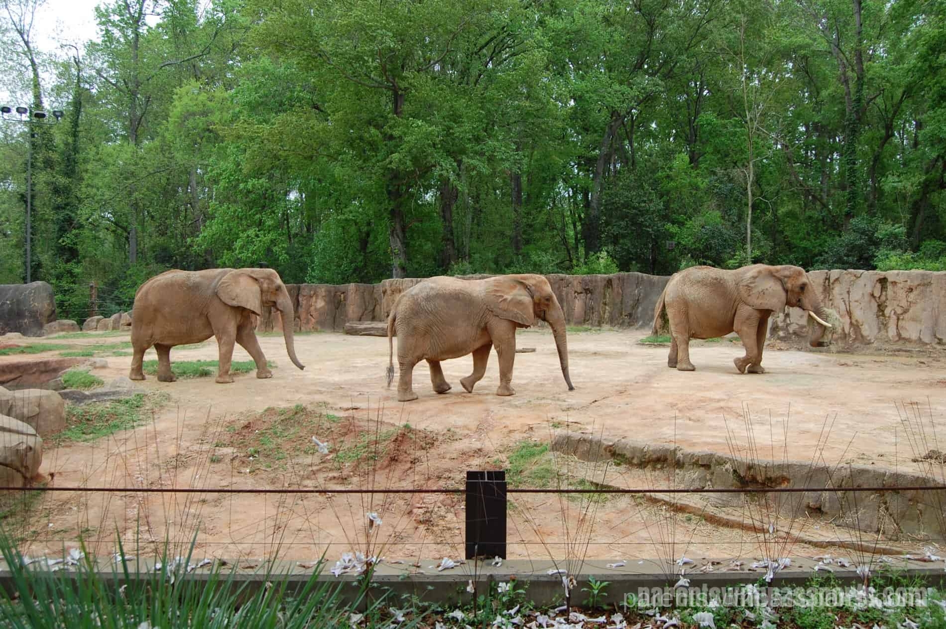 riverbanks-zoo-parents-with-passports